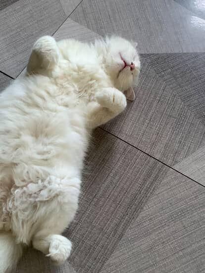 Dubai Pet Care - Pet Sitting Service 5