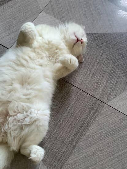 Dubai Pet Care - Pet Sitting Service photo 5