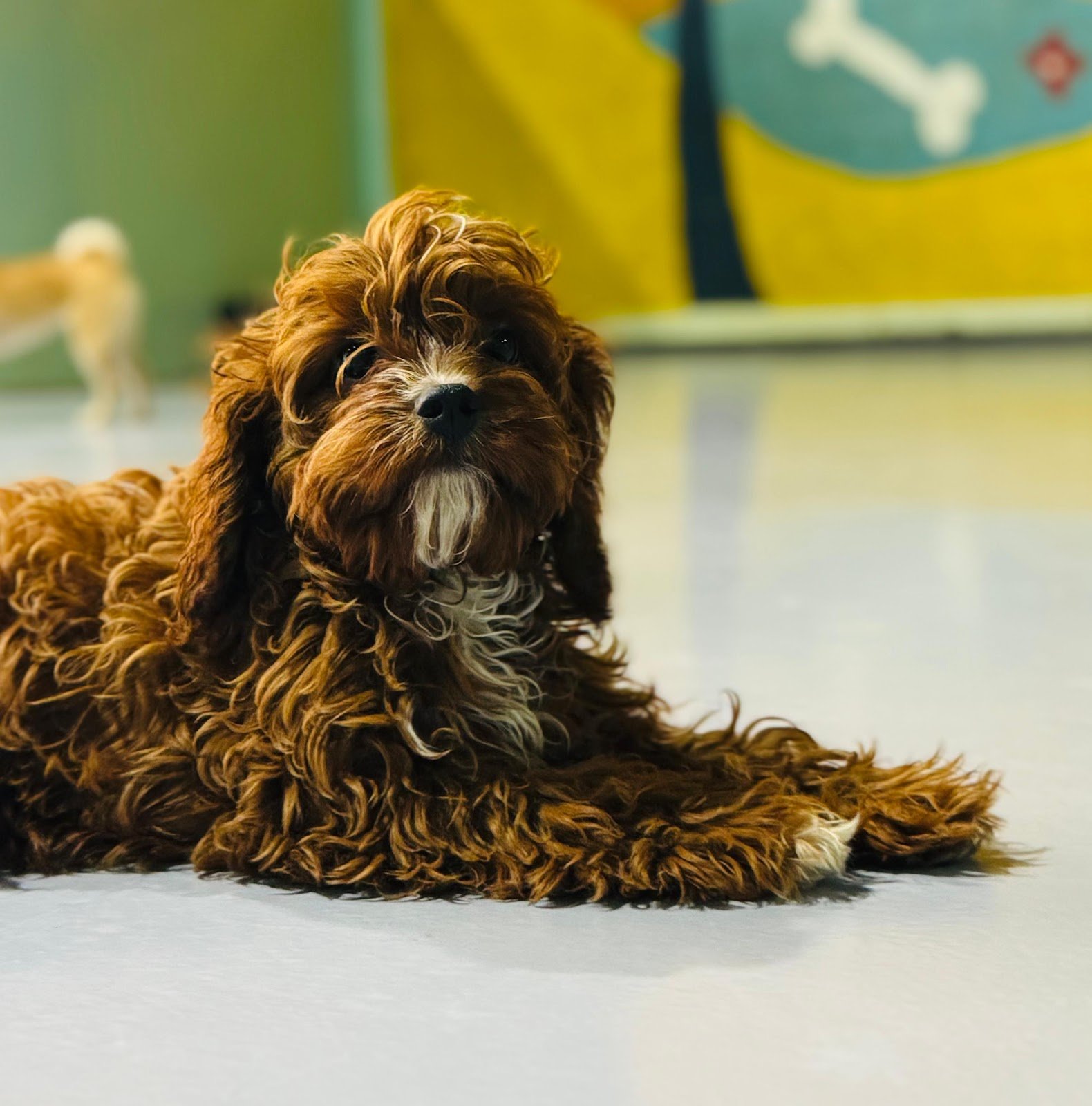 Happy Buddies - Dog Daycare & Boarding