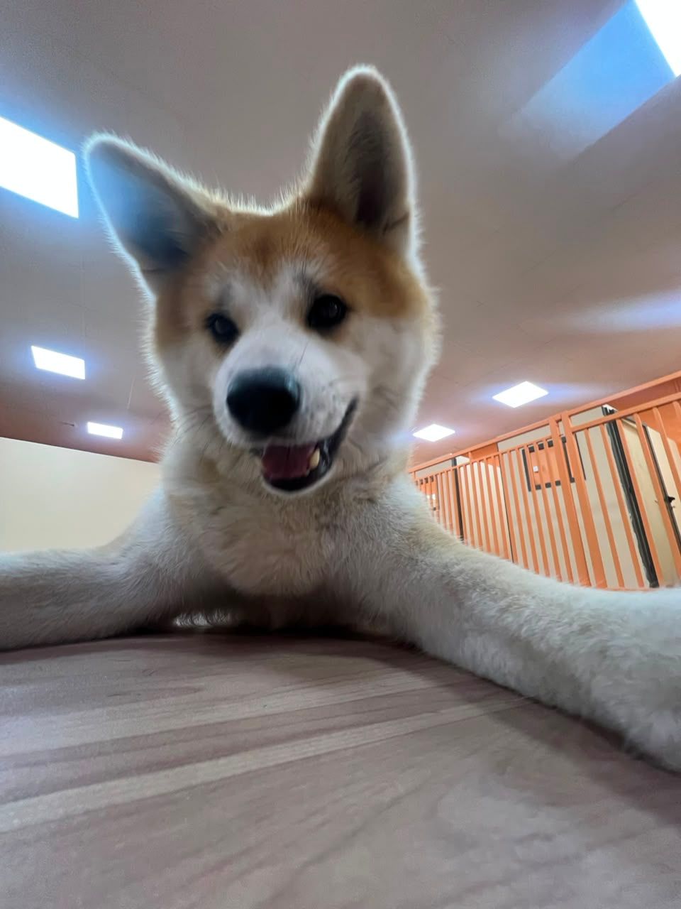 Happy Buddies - Dog Daycare & Boarding 2
