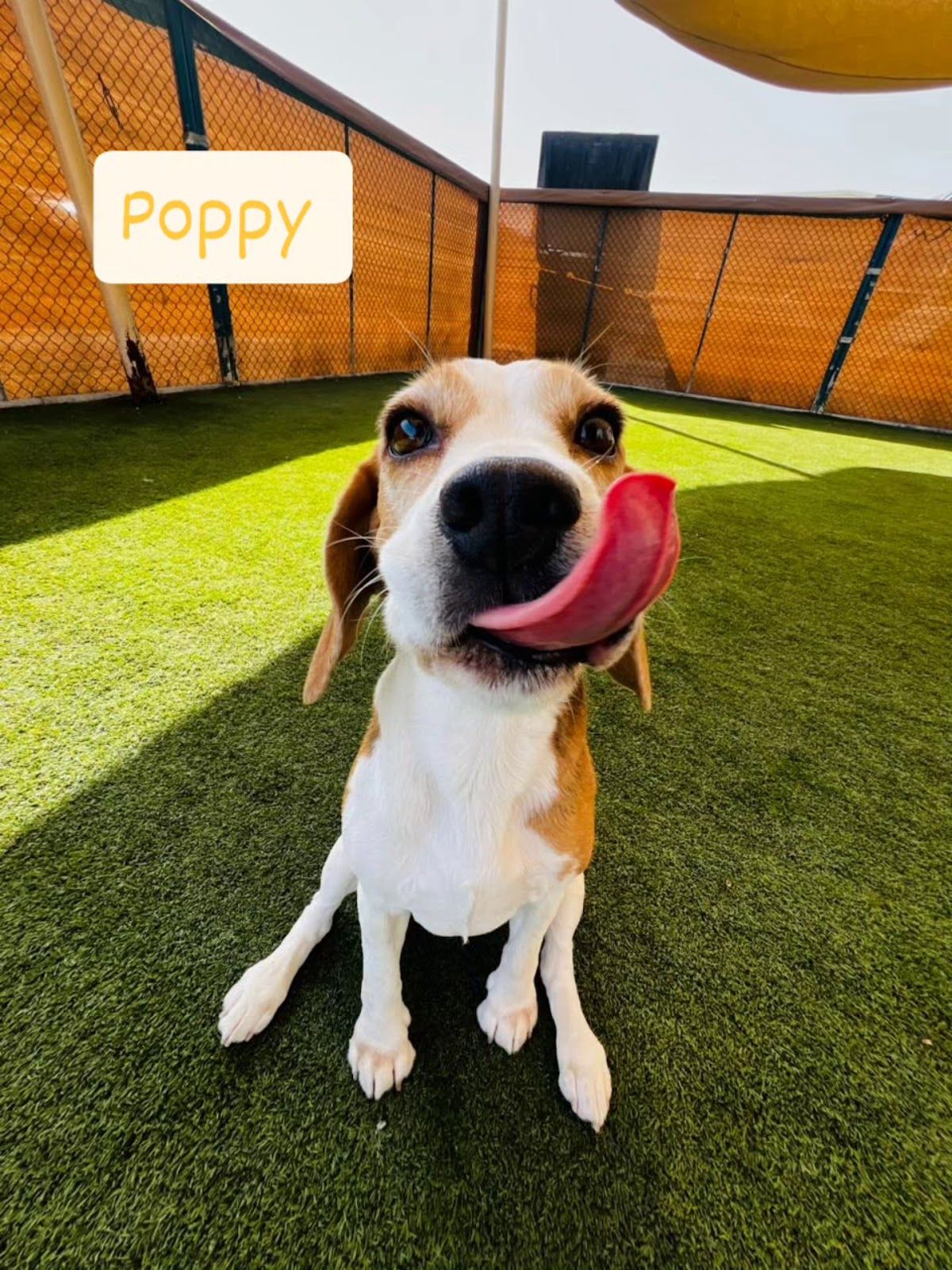 Happy Buddies - Dog Daycare & Boarding 3