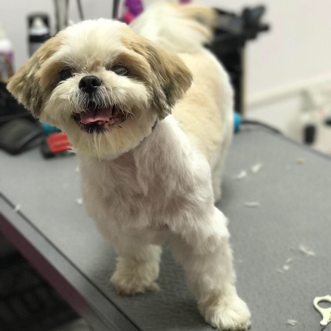 Passion 4 Paws