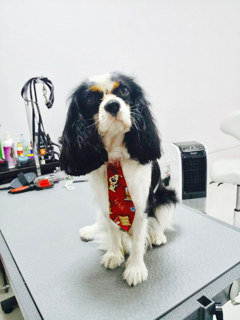 Passion 4 Paws 3