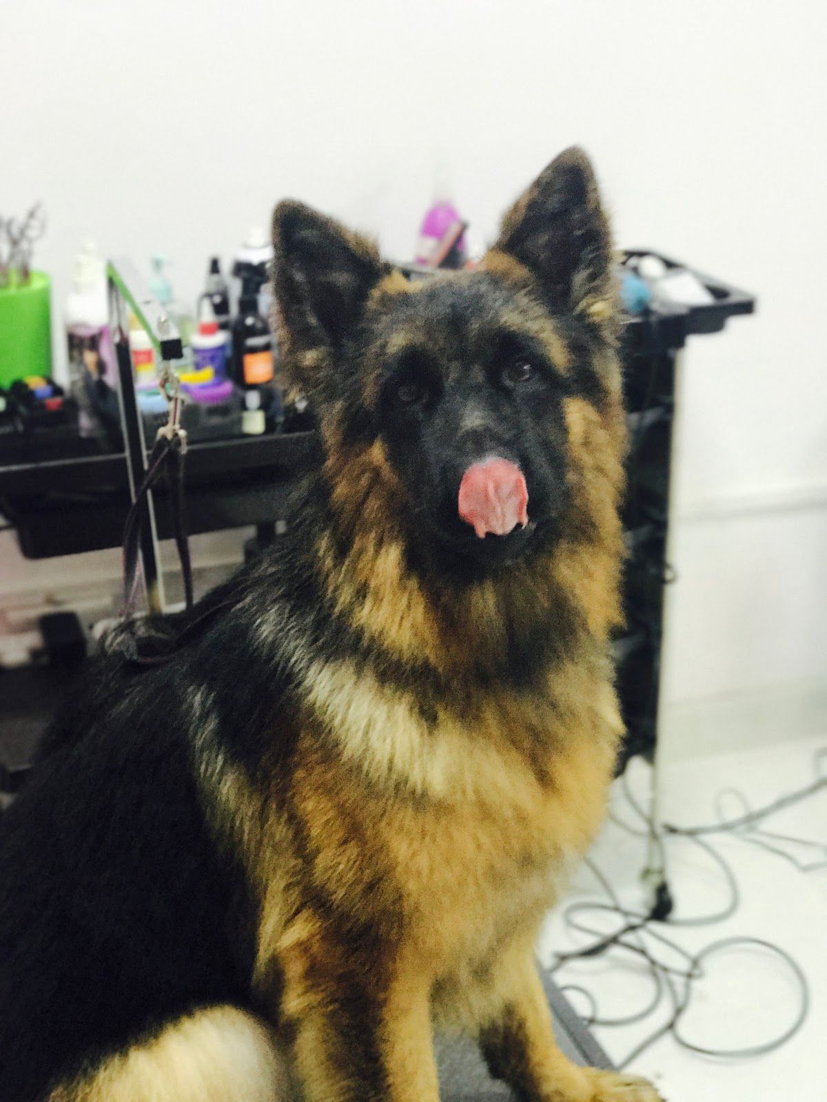 Passion 4 Paws 4