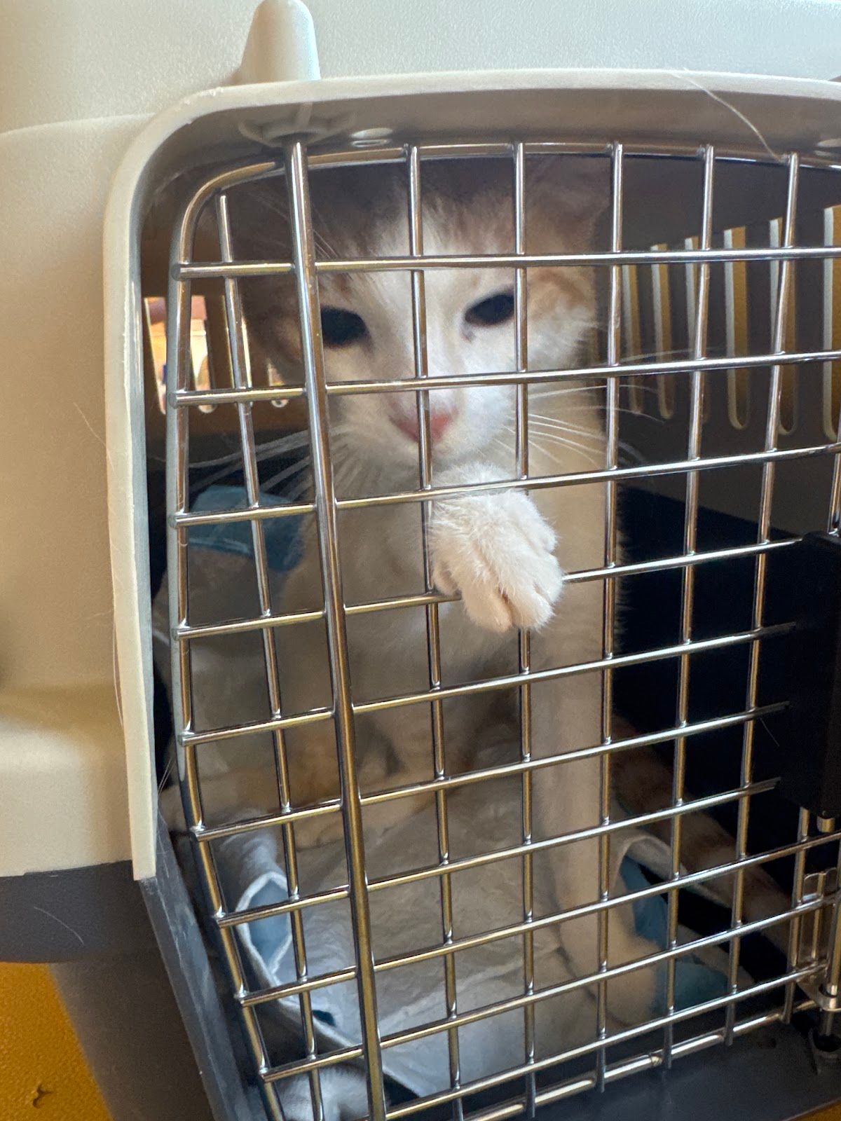 Kare Veterinary Clinic LLC 4