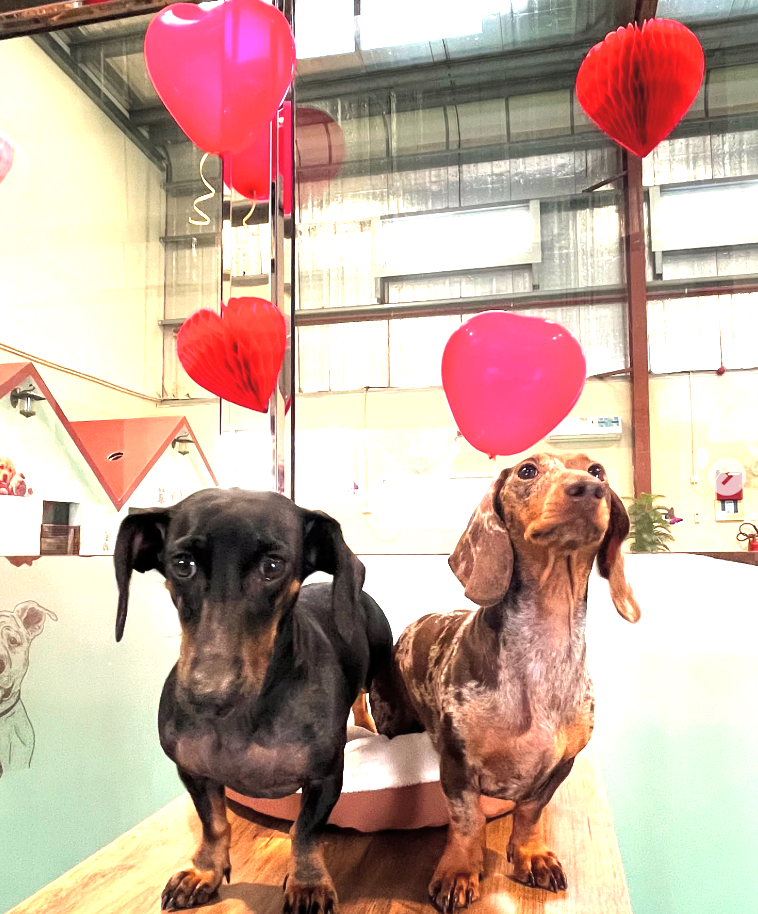 Doggy Doggy Home - Dubai | Daycare | Boarding | Grooming | Training