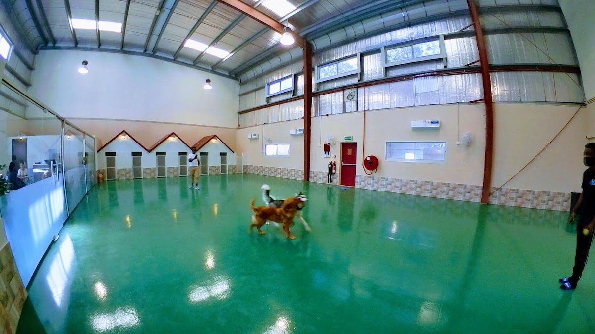 Doggy Doggy Home - Dubai | Daycare | Boarding | Grooming | Training 2