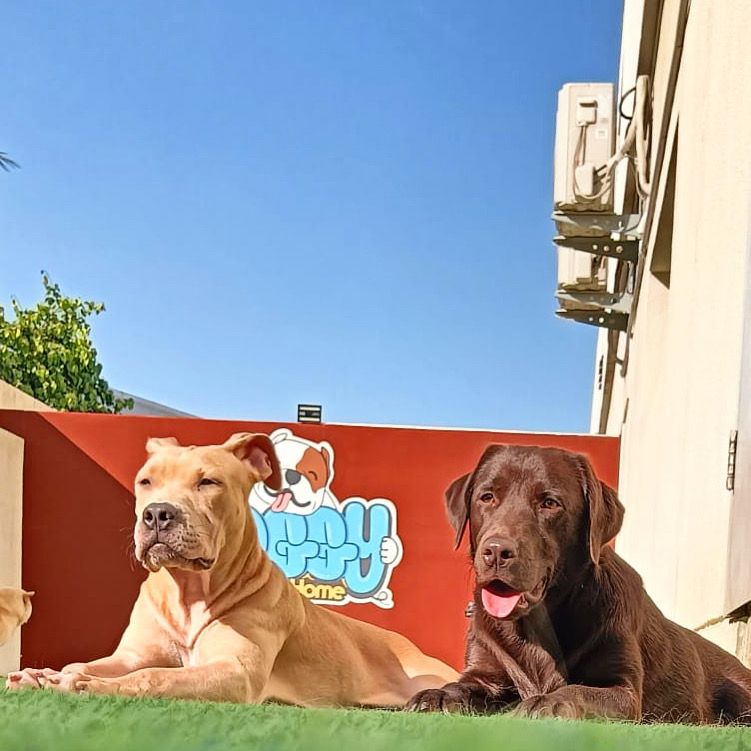 Doggy Doggy Home - Dubai | Daycare | Boarding | Grooming | Training 4
