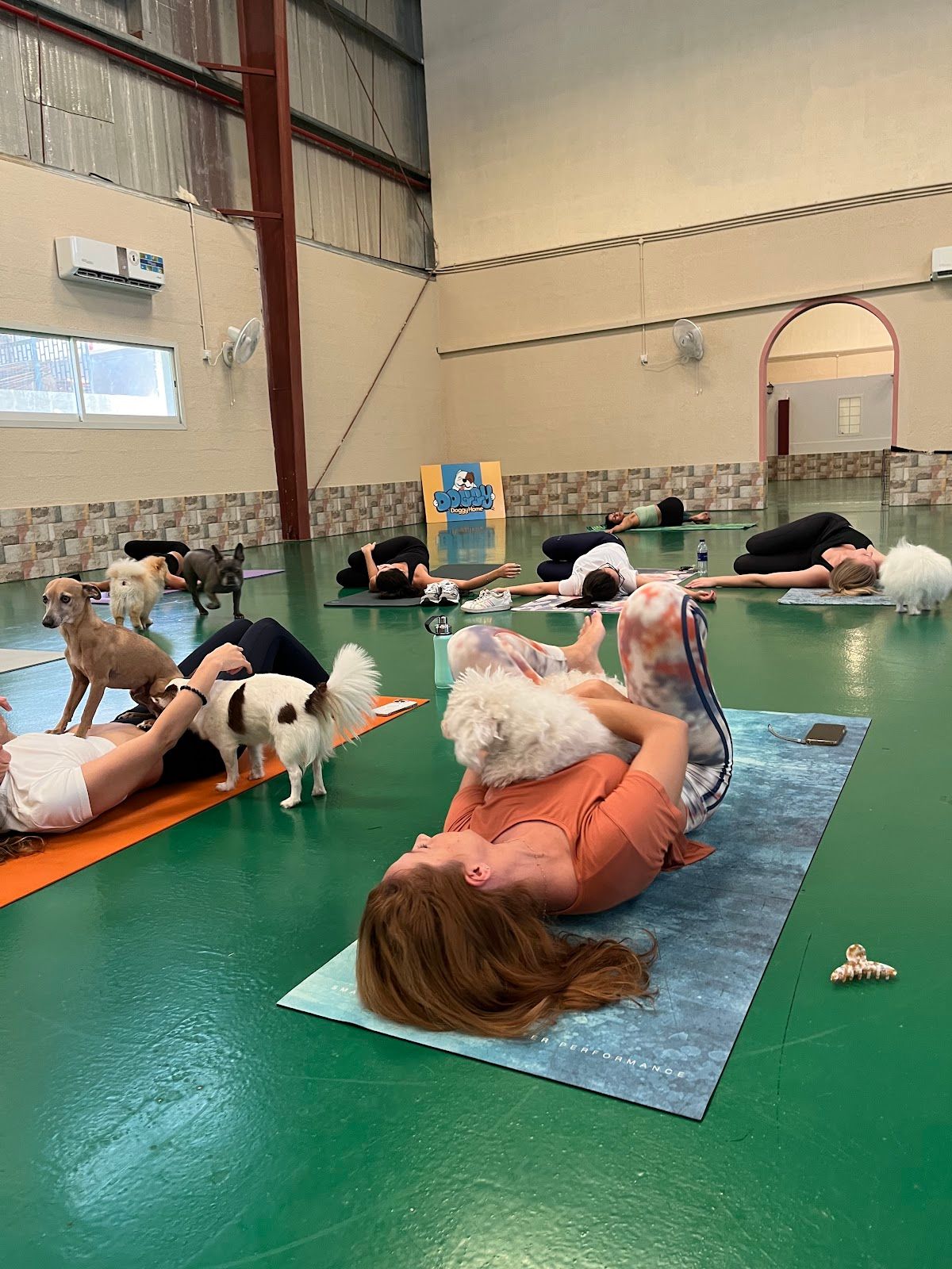 Doggy Doggy Home - Dubai | Daycare | Boarding | Grooming | Training 5