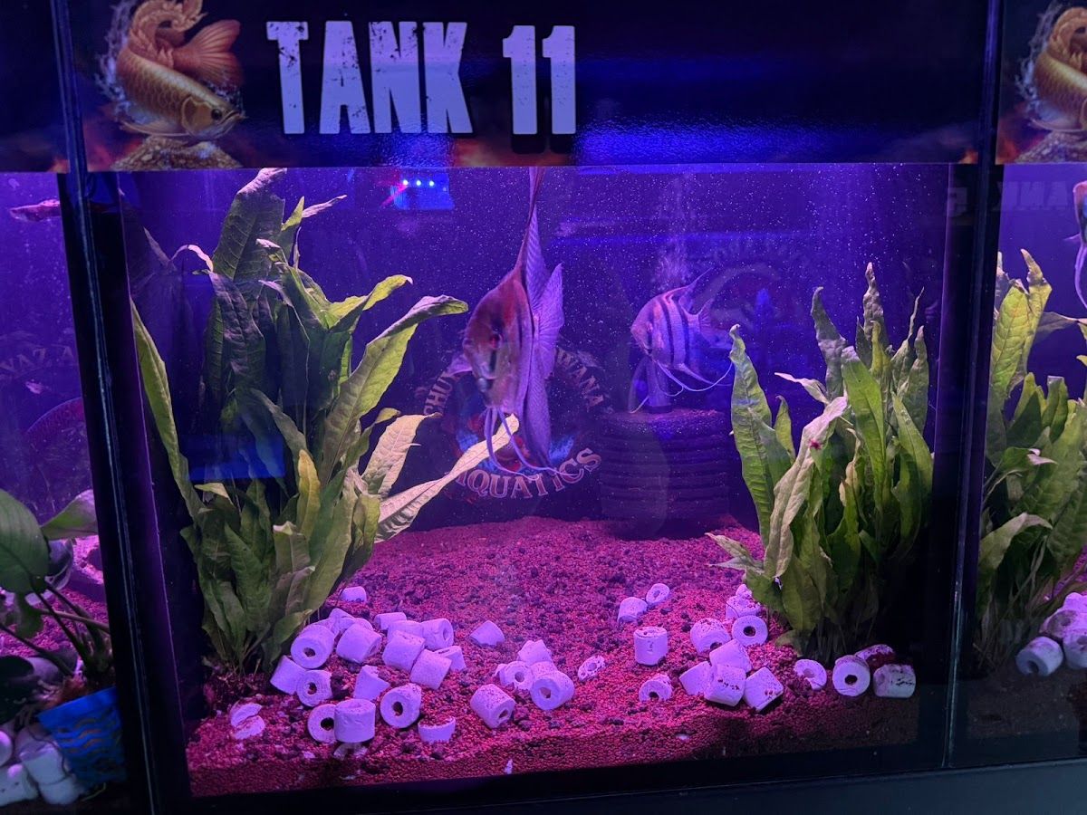 Chuysyaz Arowana Aquatic & Live Animals Trading L.L.C 2
