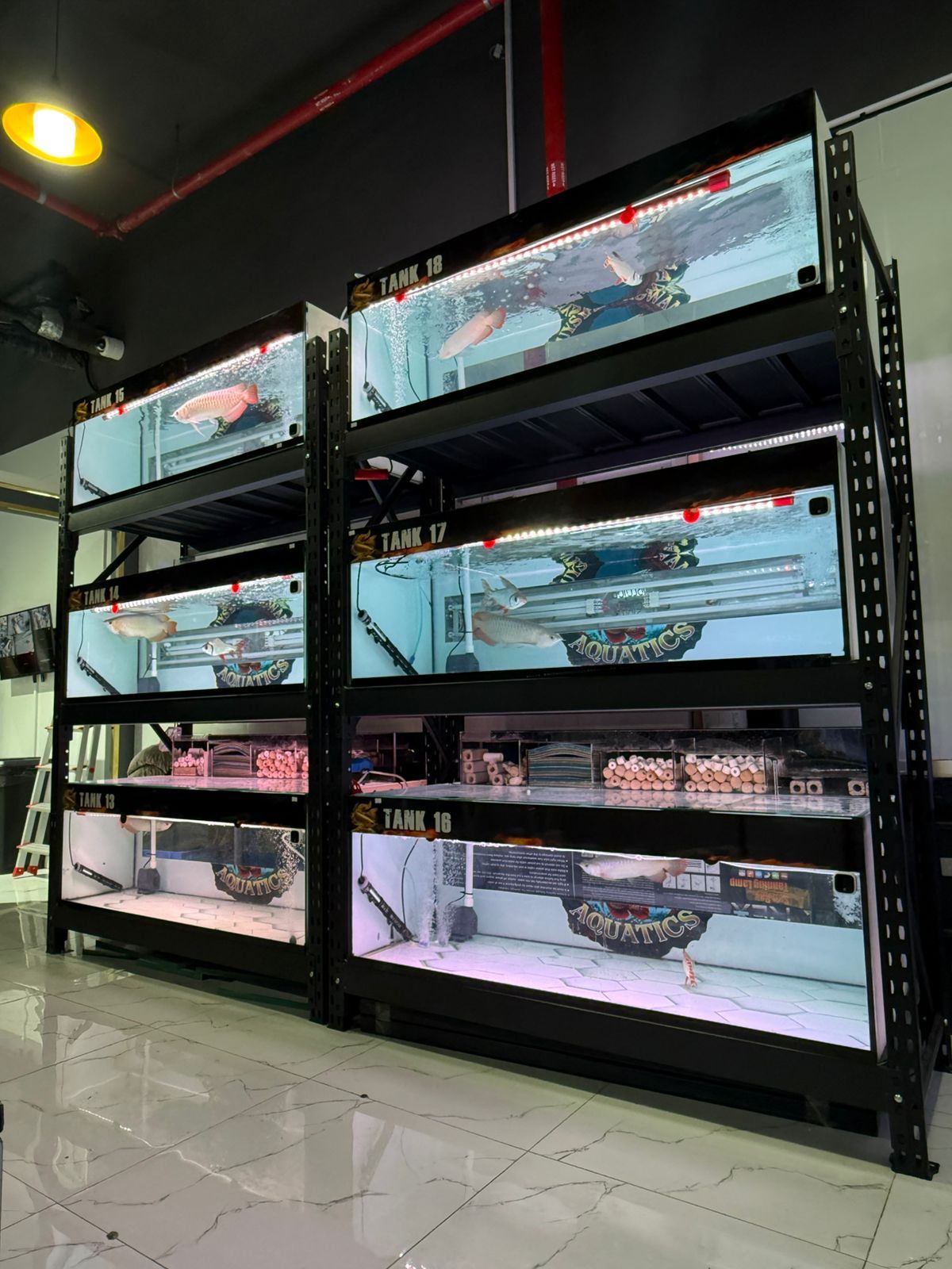 Chuysyaz Arowana Aquatic & Live Animals Trading L.L.C 3