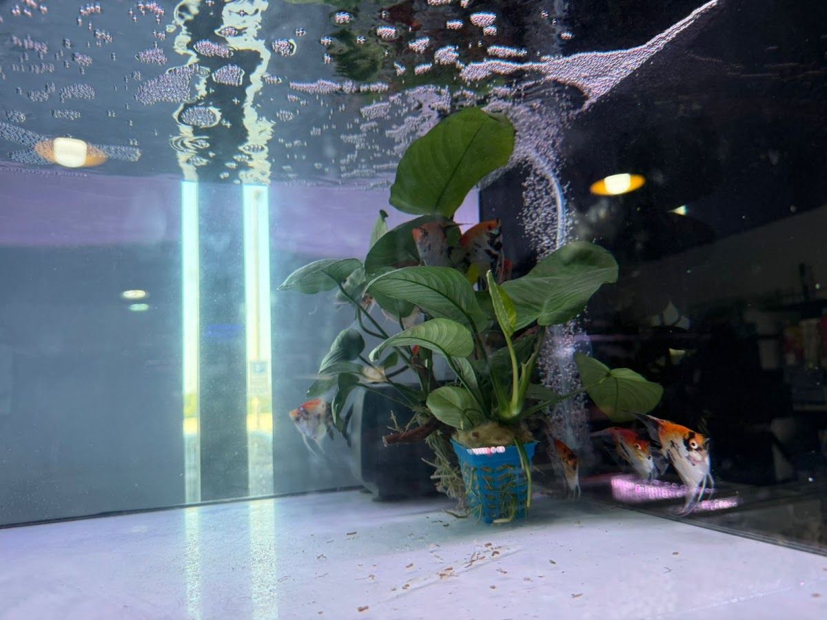 Chuysyaz Arowana Aquatic & Live Animals Trading L.L.C 5