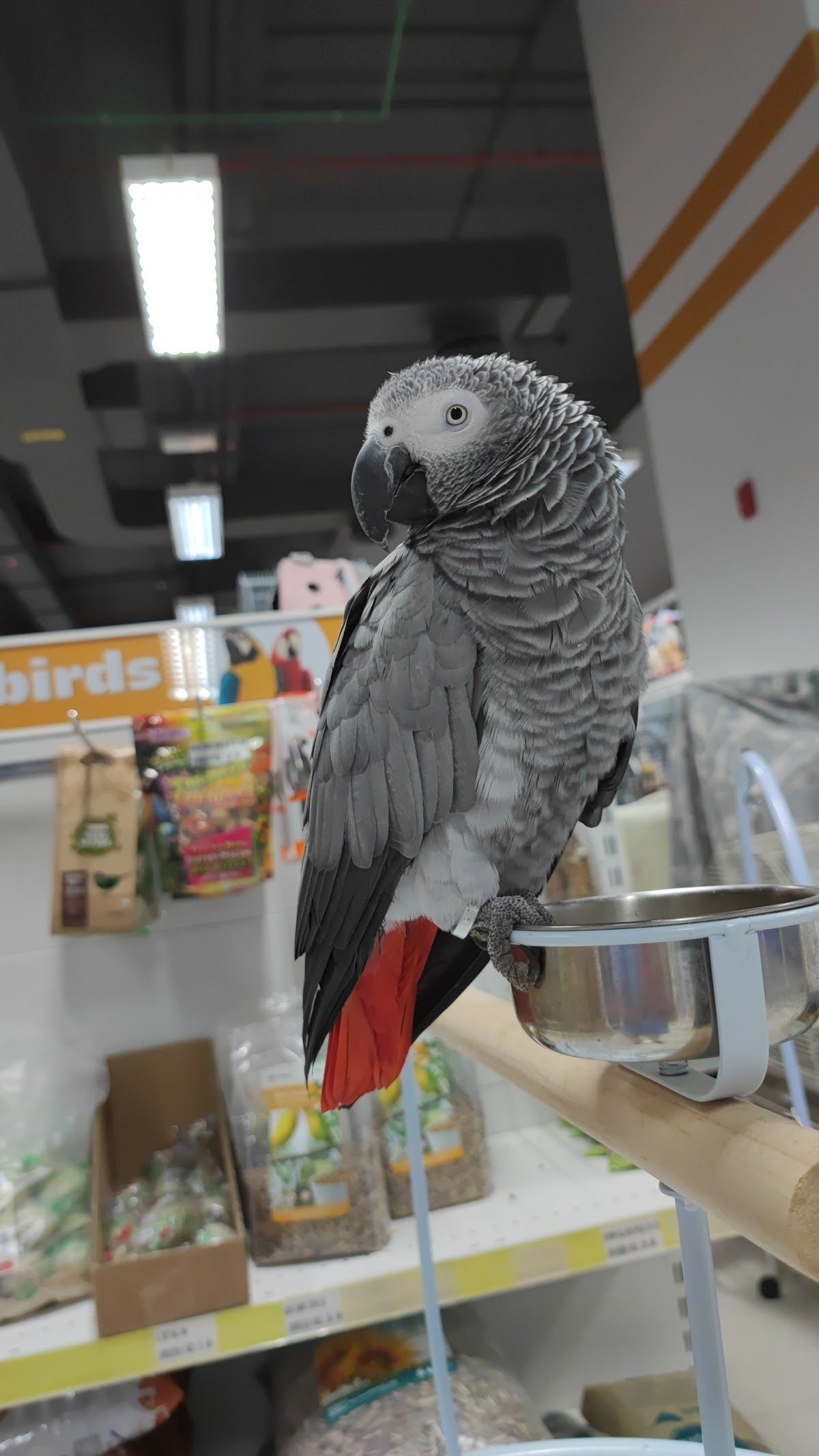 Petworld UAE The Springs Souk 4
