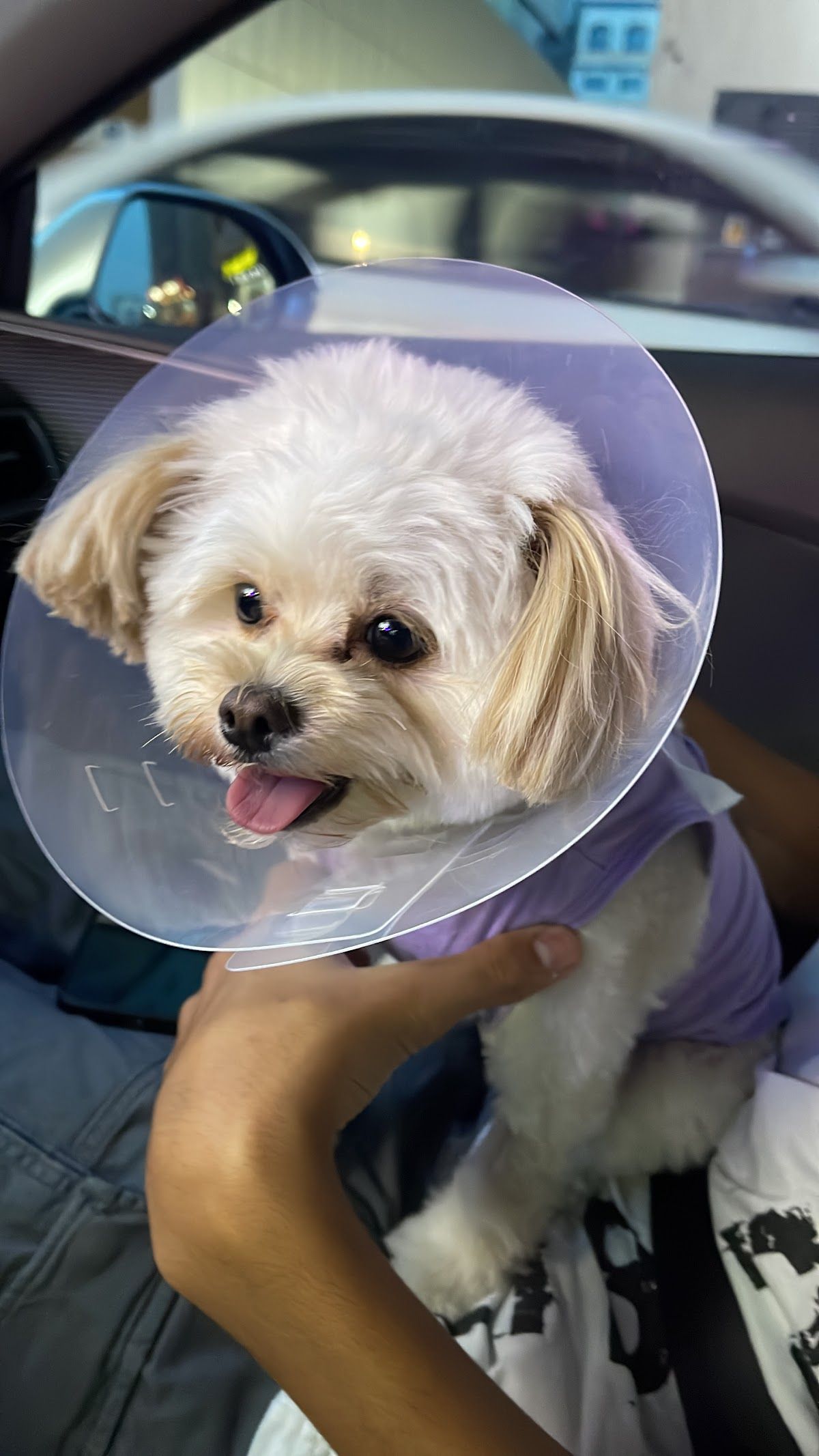 Lucky Veterinary Clinic (LVC) 4