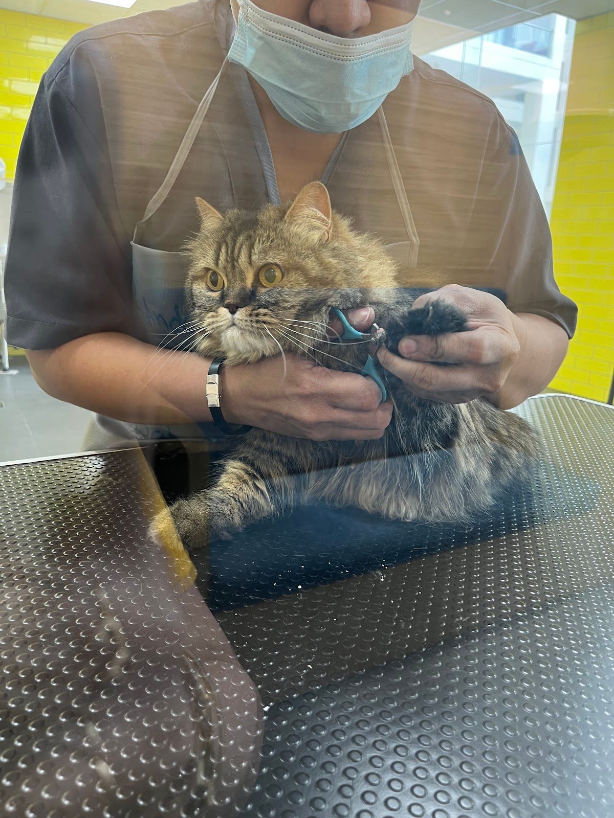 Vet Plus | Вет Плюс 5