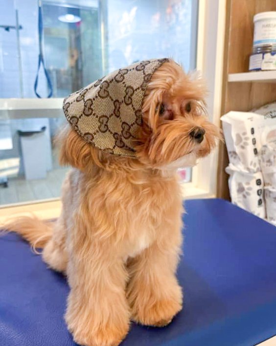 Tail Waggin' Pet Spa Dubai Hills