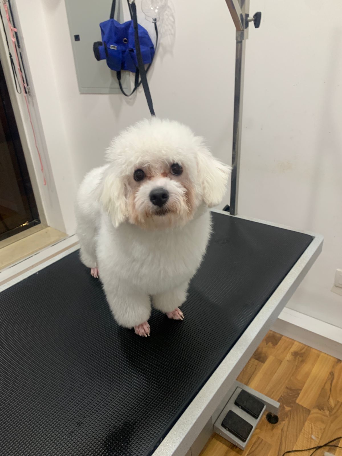 Provetex pet clinic 2