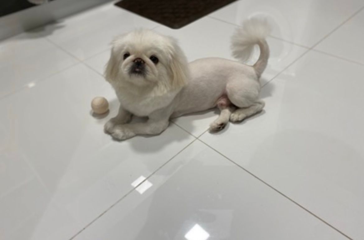 Provetex pet clinic 4