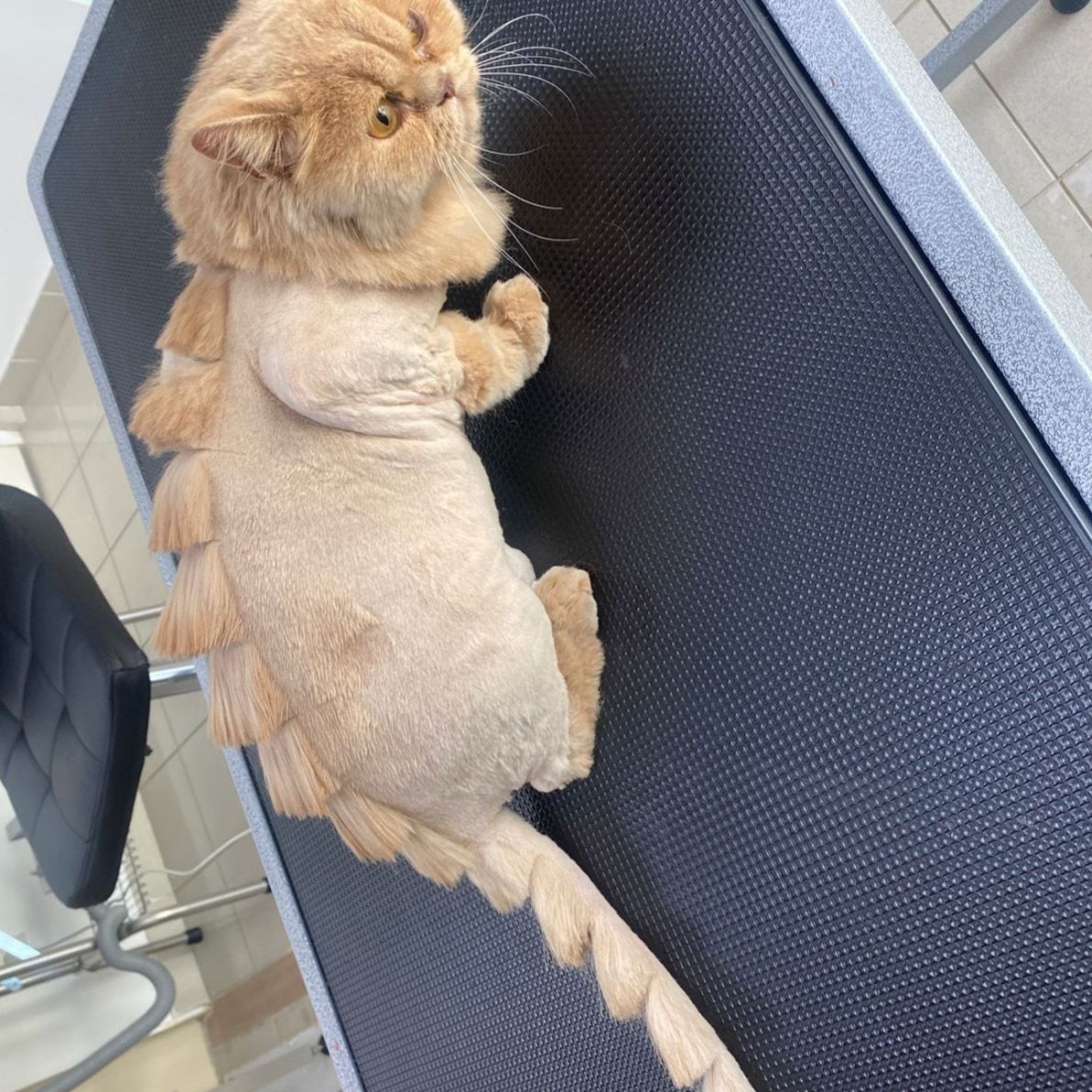 Smart Pets Care 2