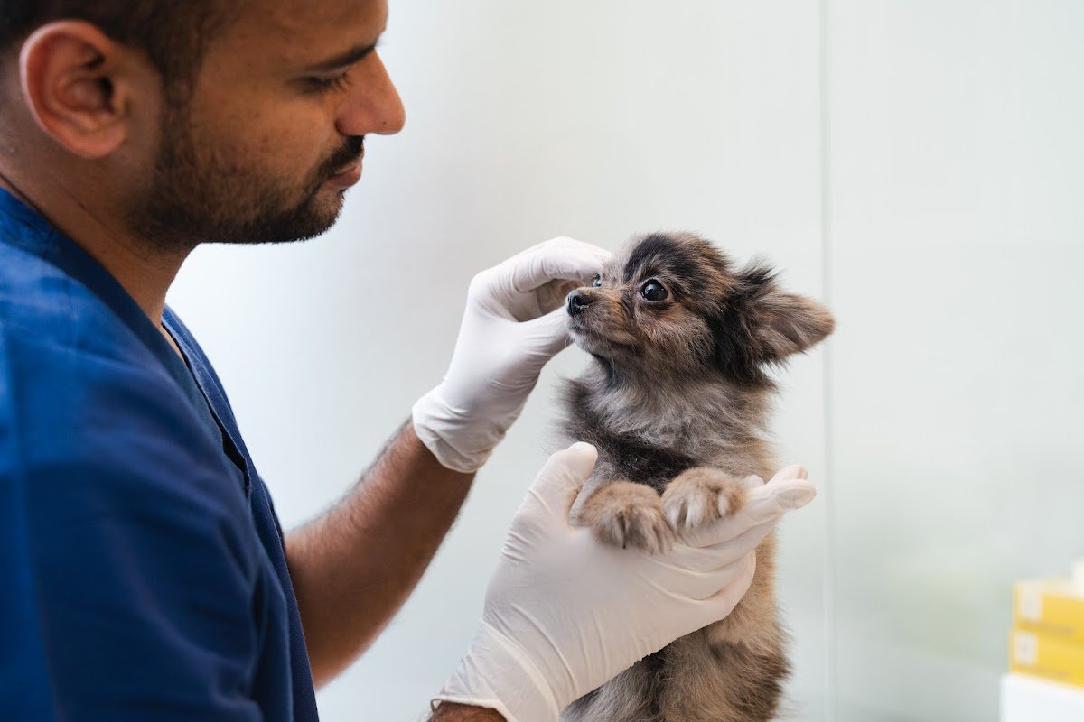 Star Veterinary Clinic - Sustainable City ⭐ photo 2