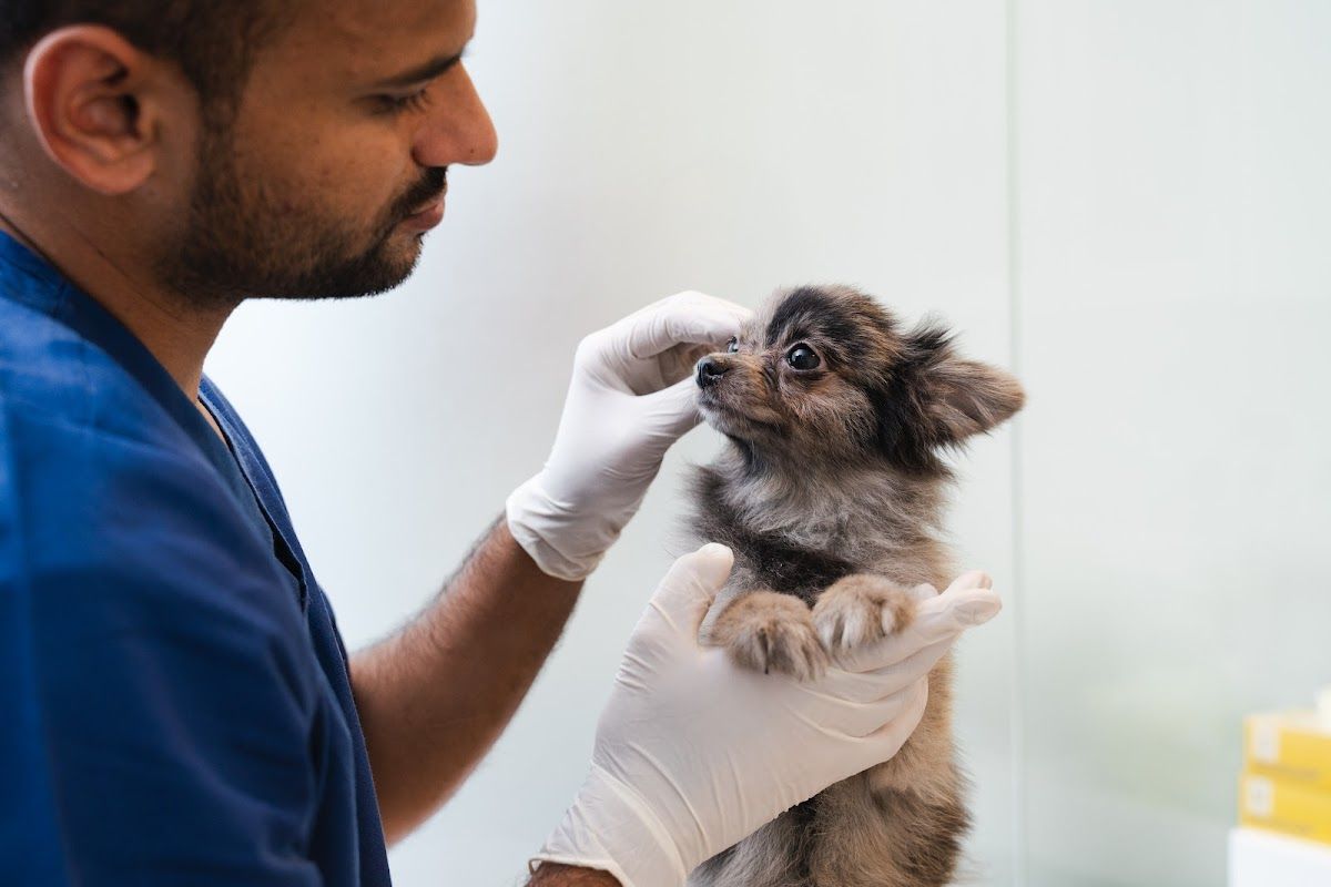 Star Veterinary Clinic - Sustainable City ⭐ 2