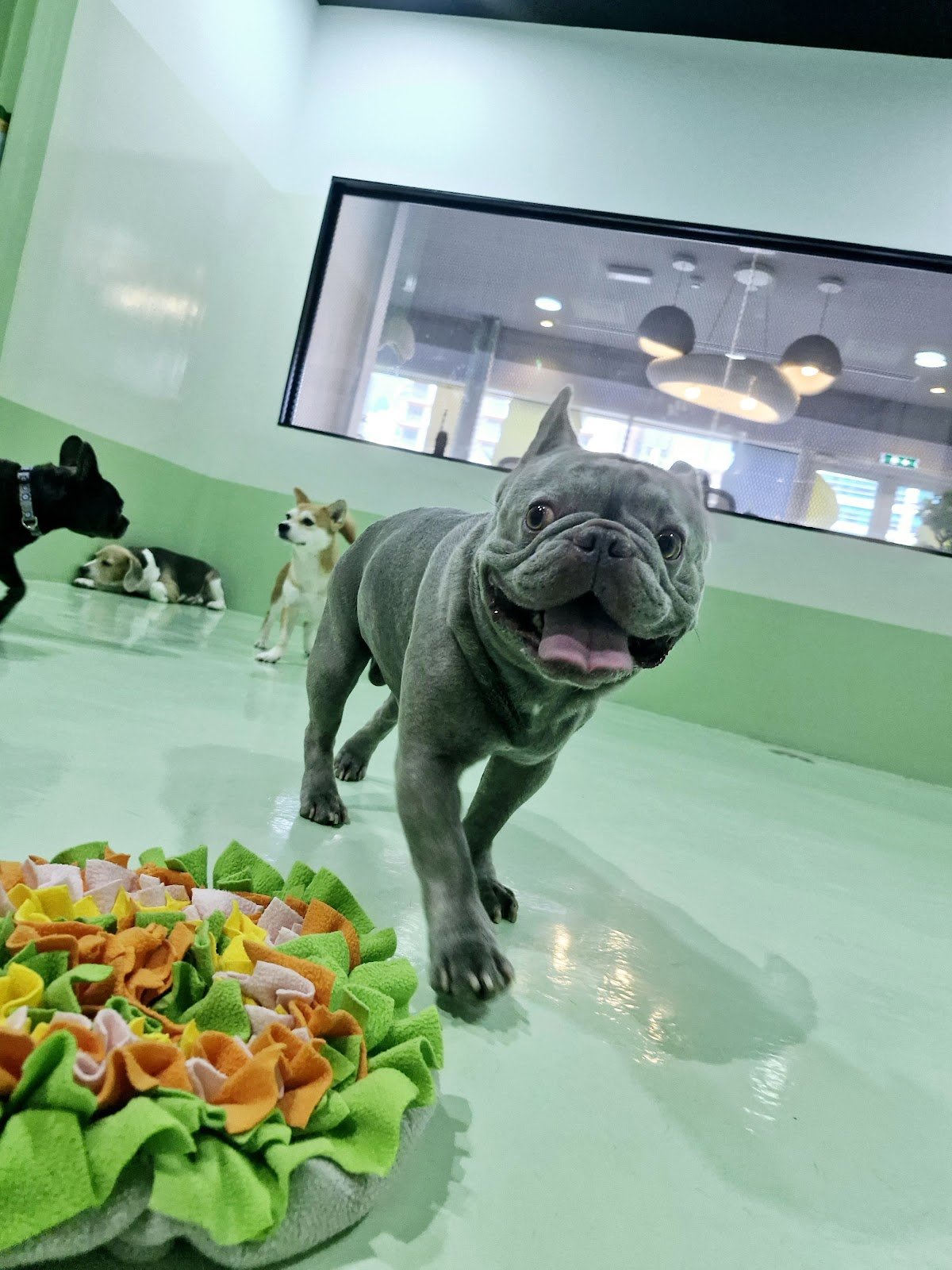 The Barking Lot | Business Bay