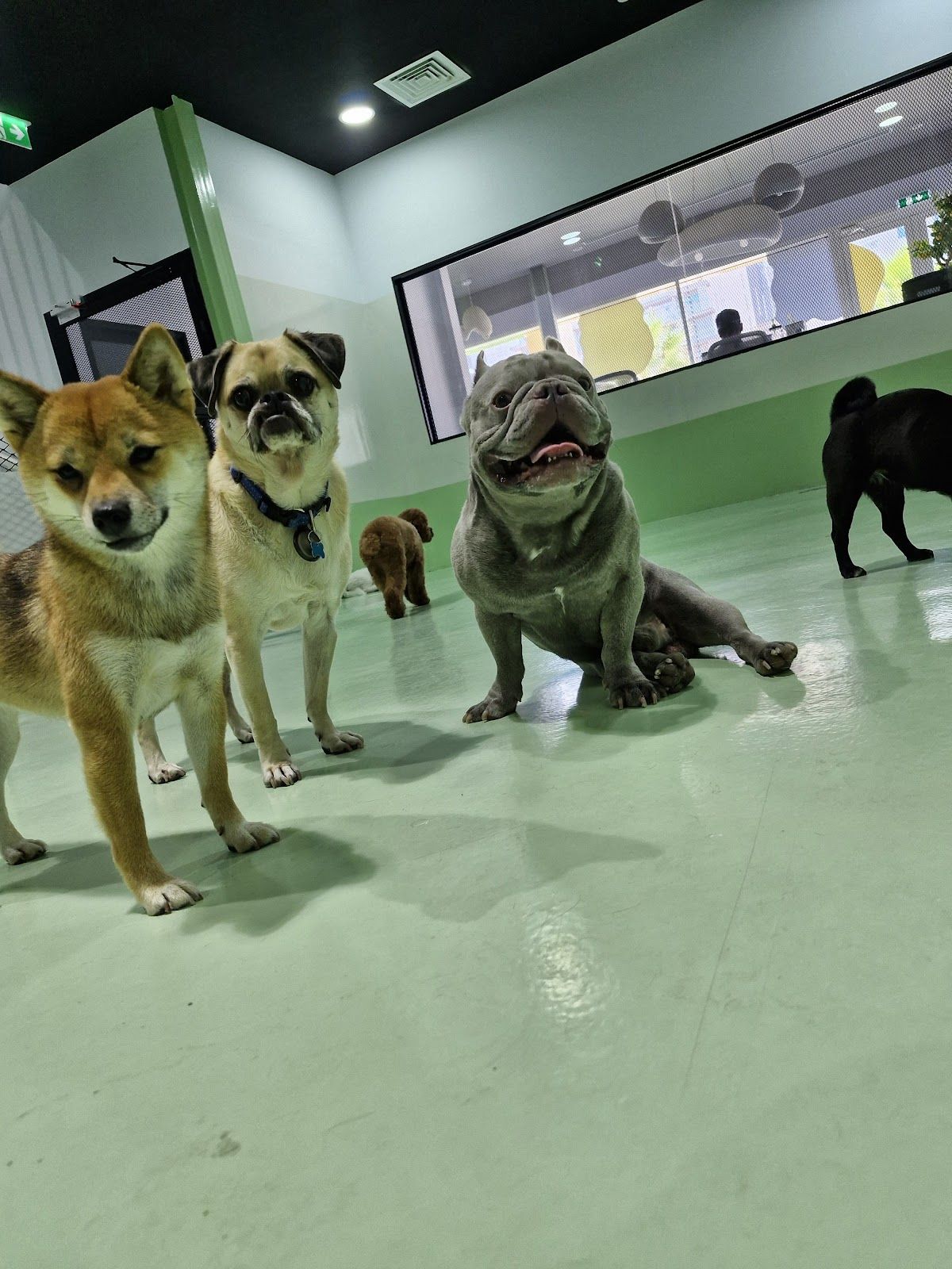 The Barking Lot | Business Bay 2