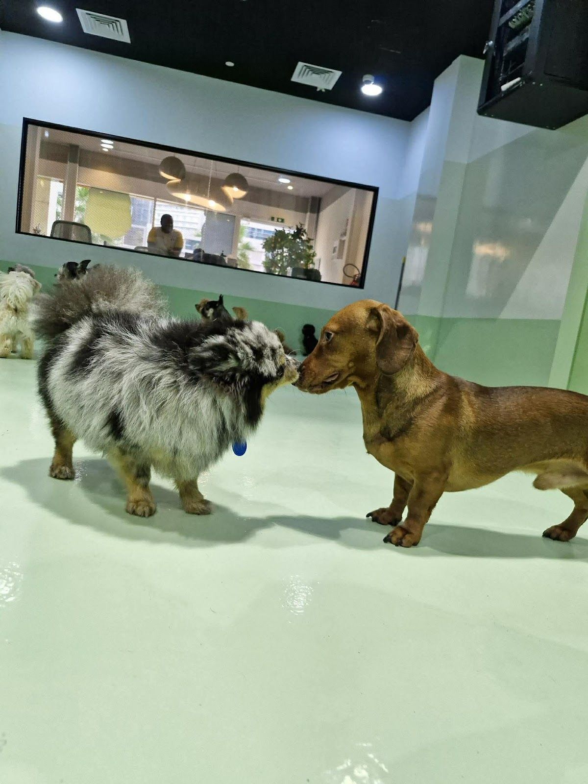 The Barking Lot | Business Bay 3
