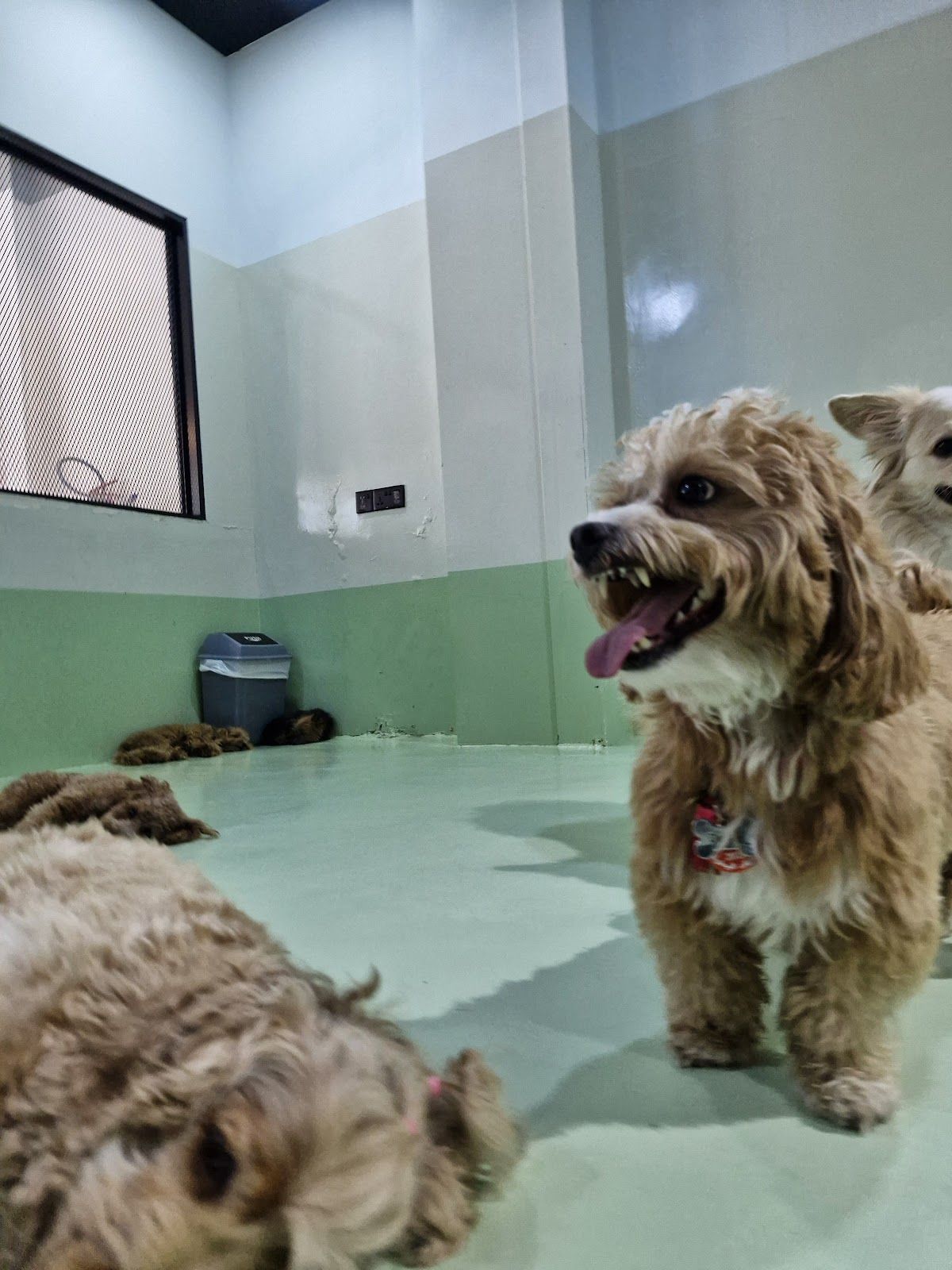 The Barking Lot | Business Bay 5