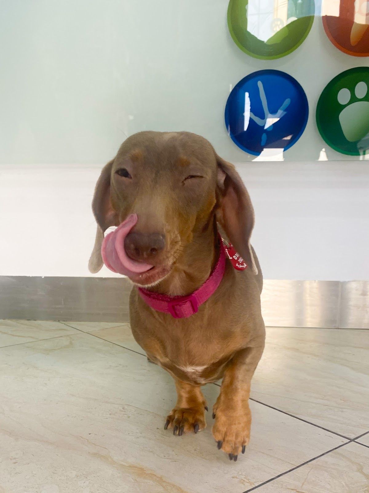 Vetcare Arjan 4