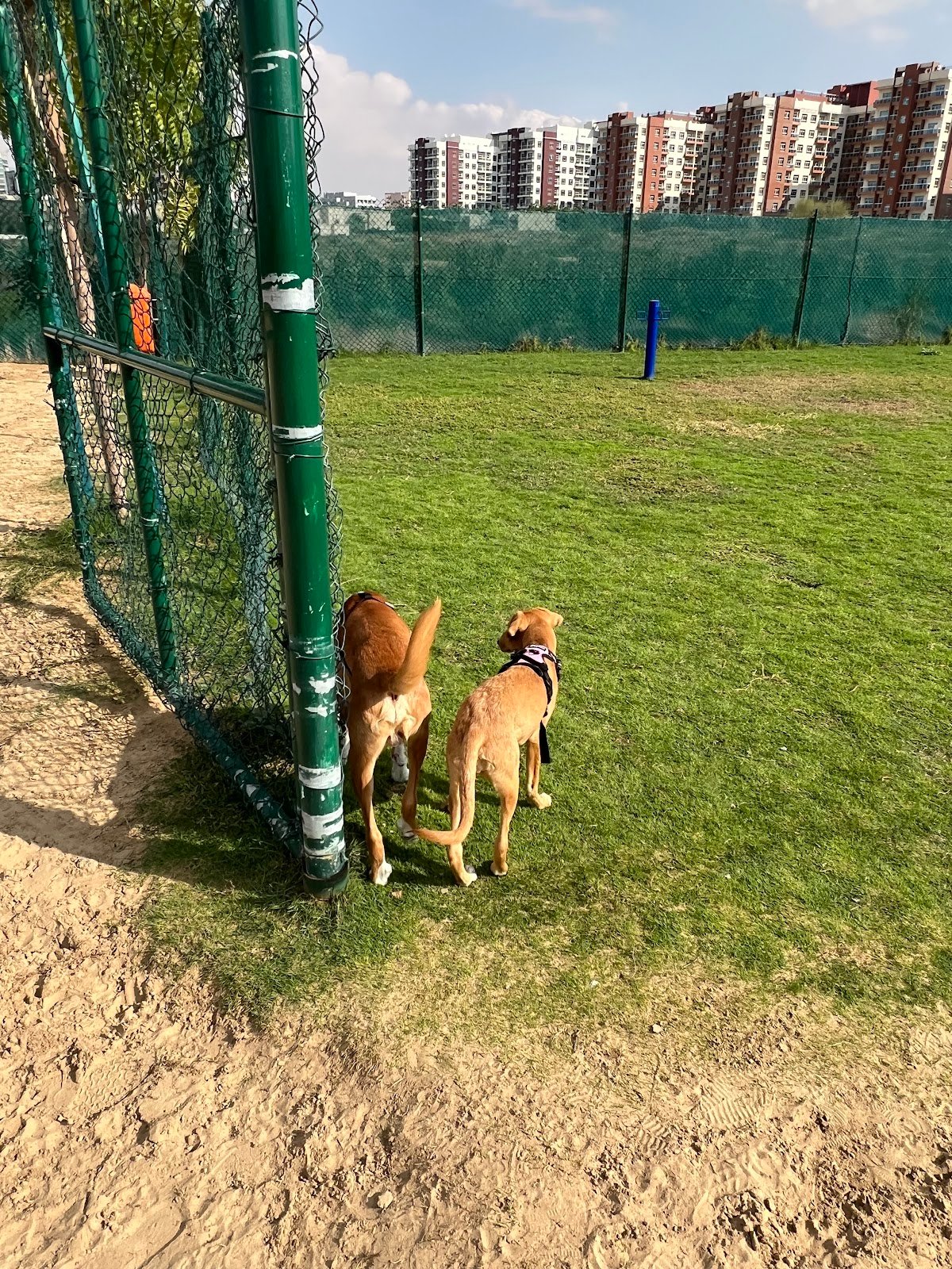 Dog Park Silicon Oasis