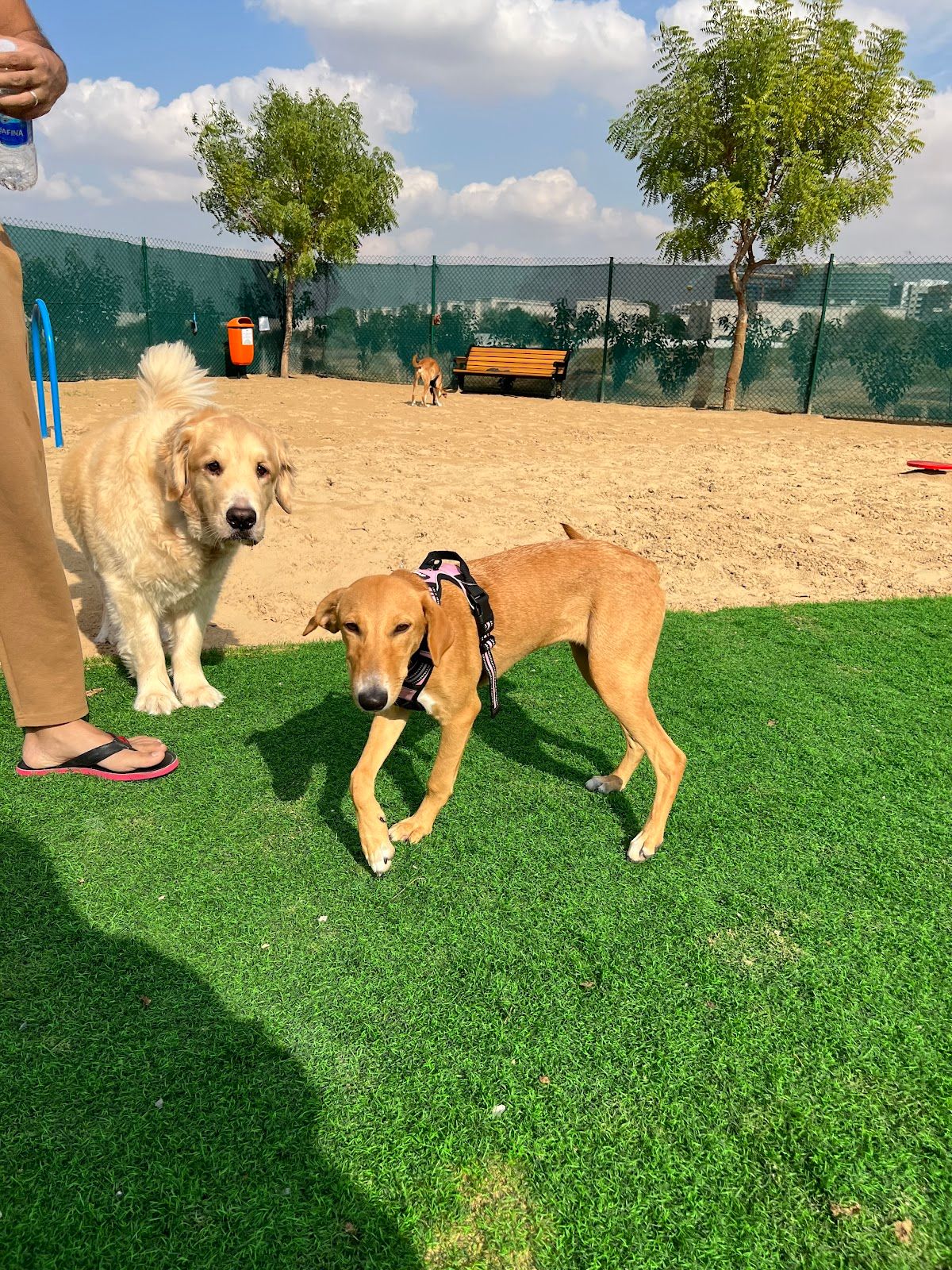 Dog Park Silicon Oasis 3