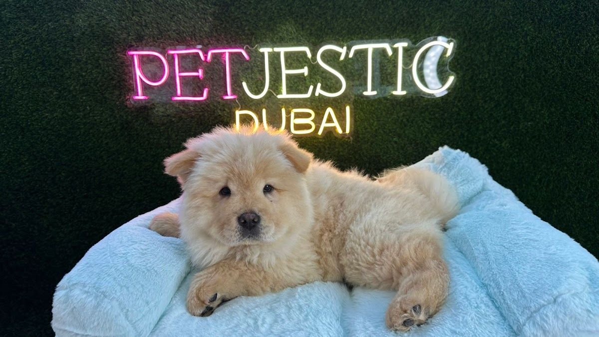 Petjestic Puppies Dubai 3