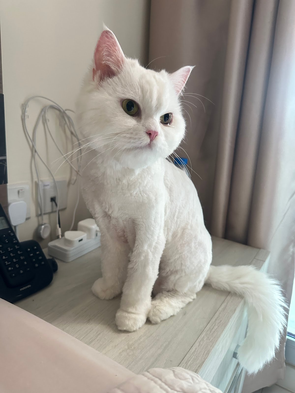 Paw Celebration Pet Grooming & Boutique