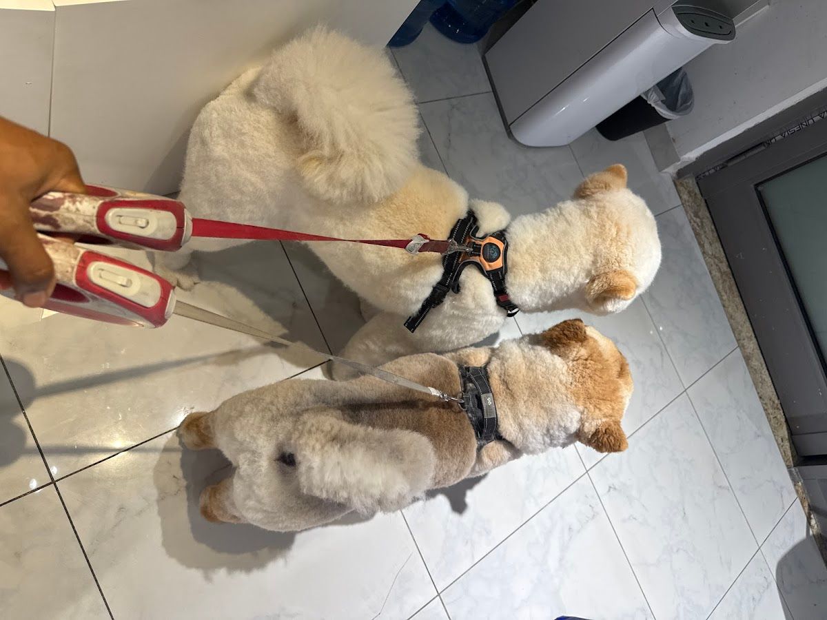 Paw Celebration Pet Grooming & Boutique 2
