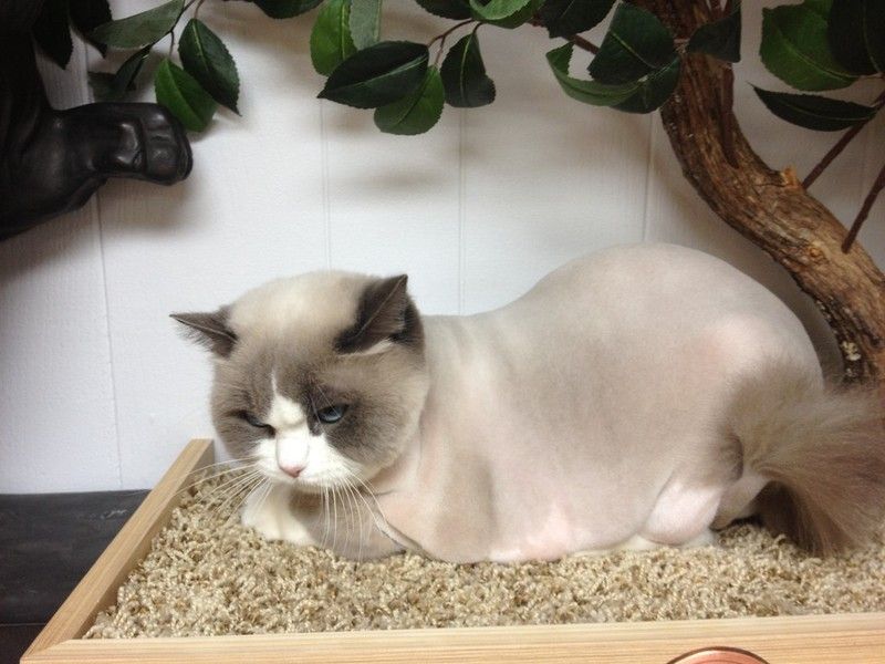 Paw Celebration Pet Grooming & Boutique 3