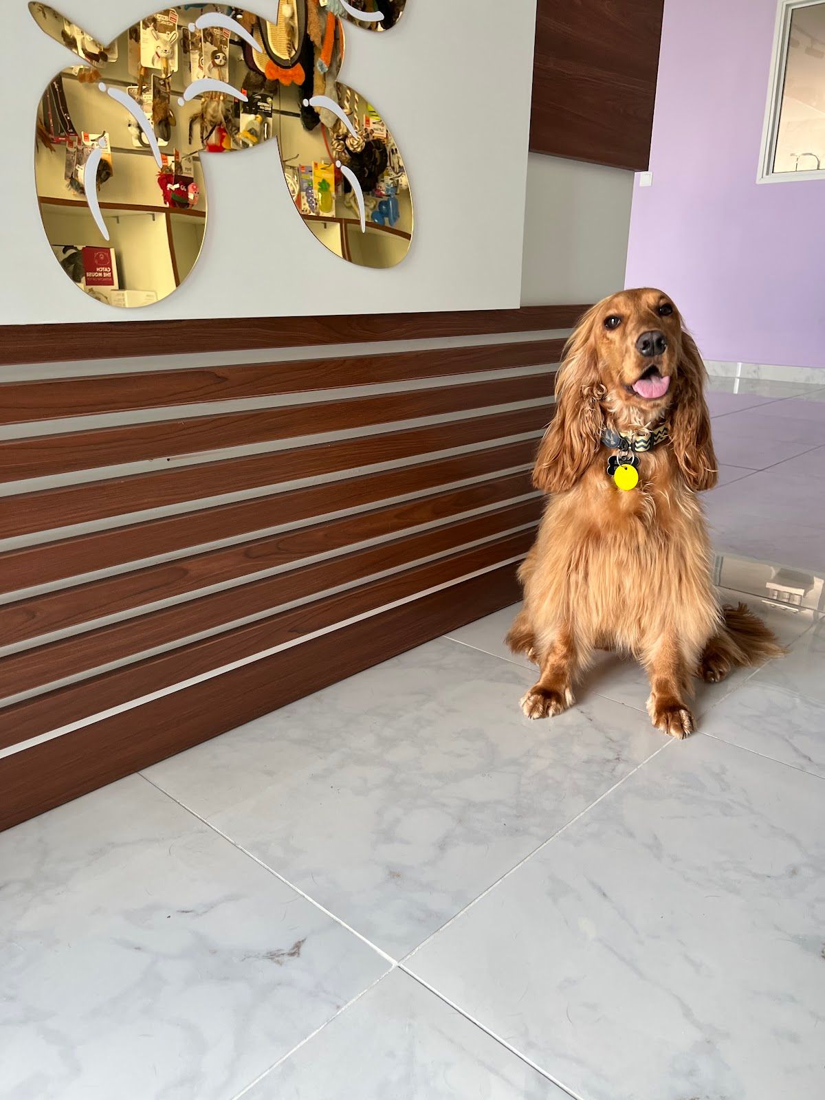 Paw Celebration Pet Grooming & Boutique 4