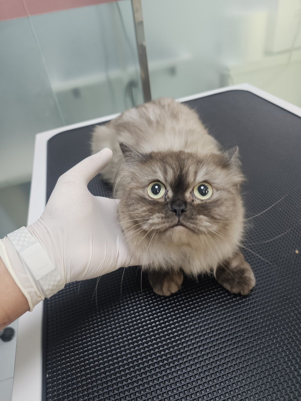 Aleef Vet Clinic - عيادة أليف البيطرية