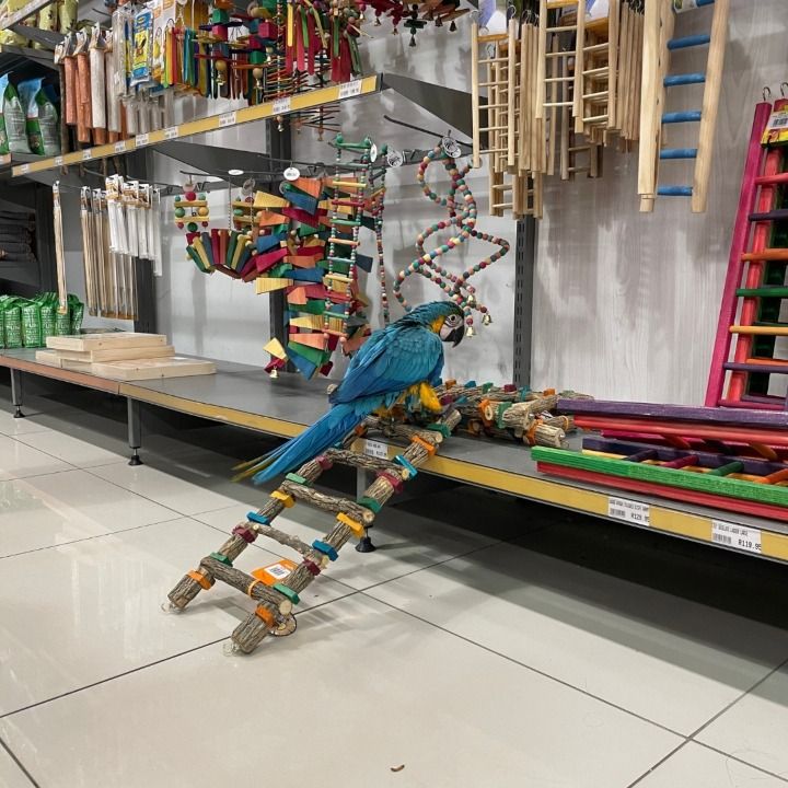 Petworld UAE The Meadows Village 2