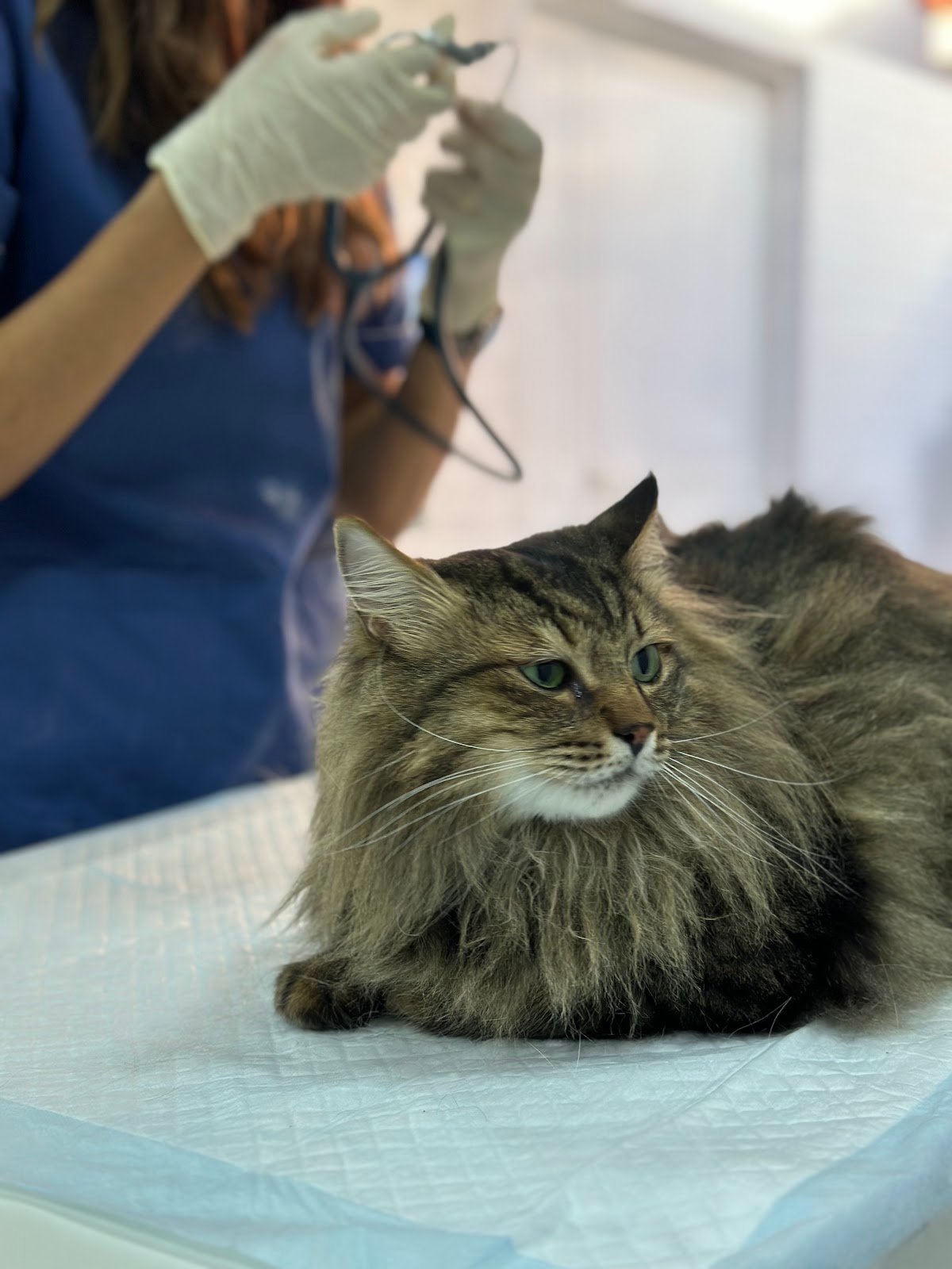 Noble Veterinary Centre photo 3