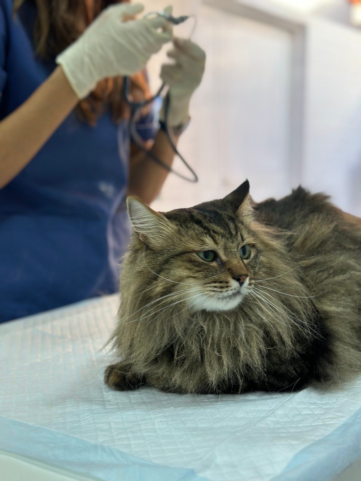 Noble Veterinary Centre 3