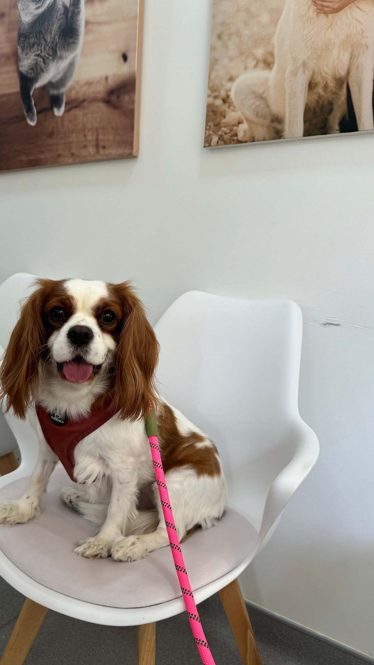 Noble Veterinary Centre 4