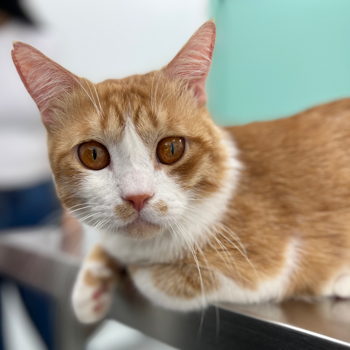 Pet Point Veterinary Clinic 2