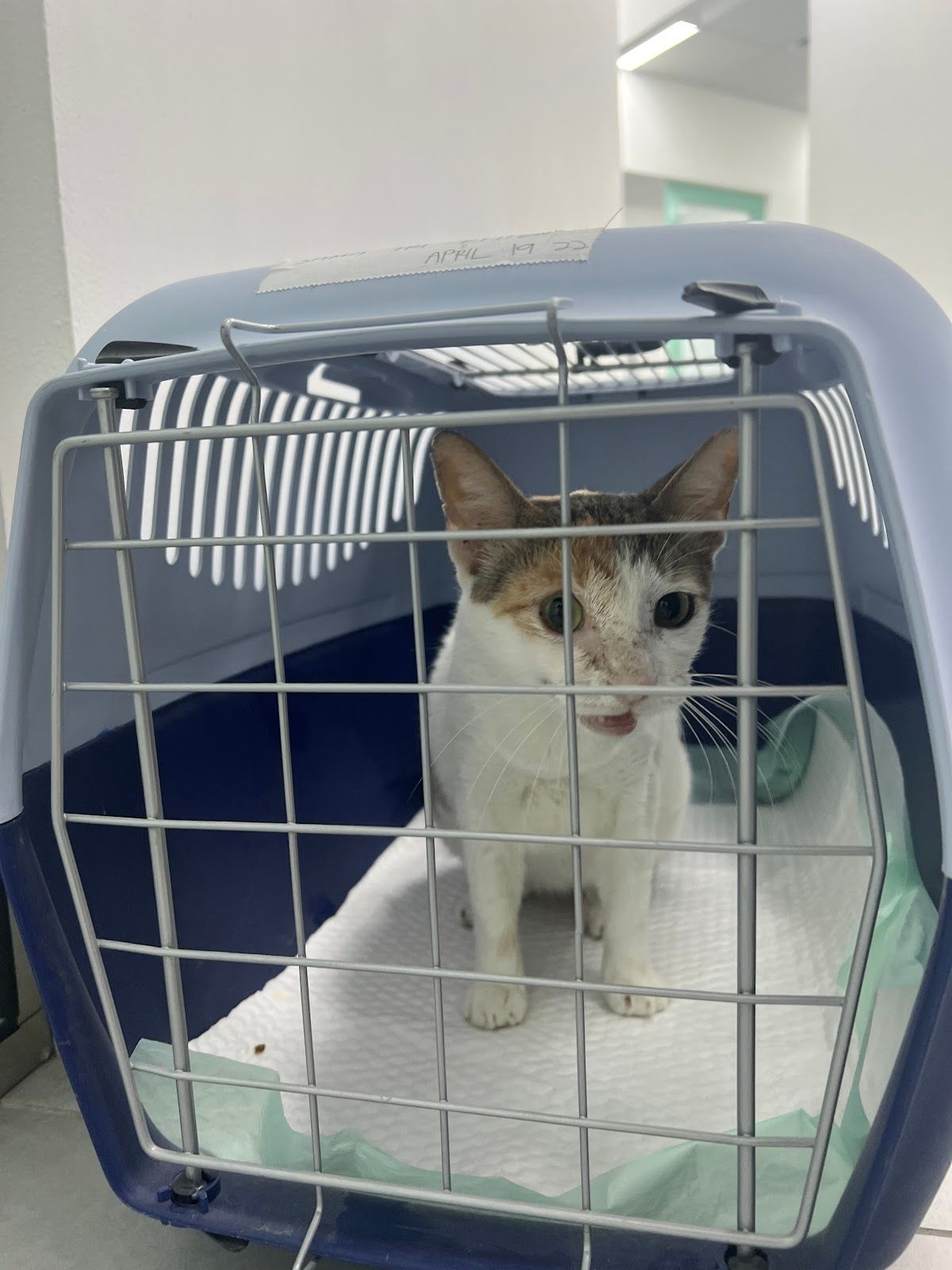 Pet Point Veterinary Clinic 3