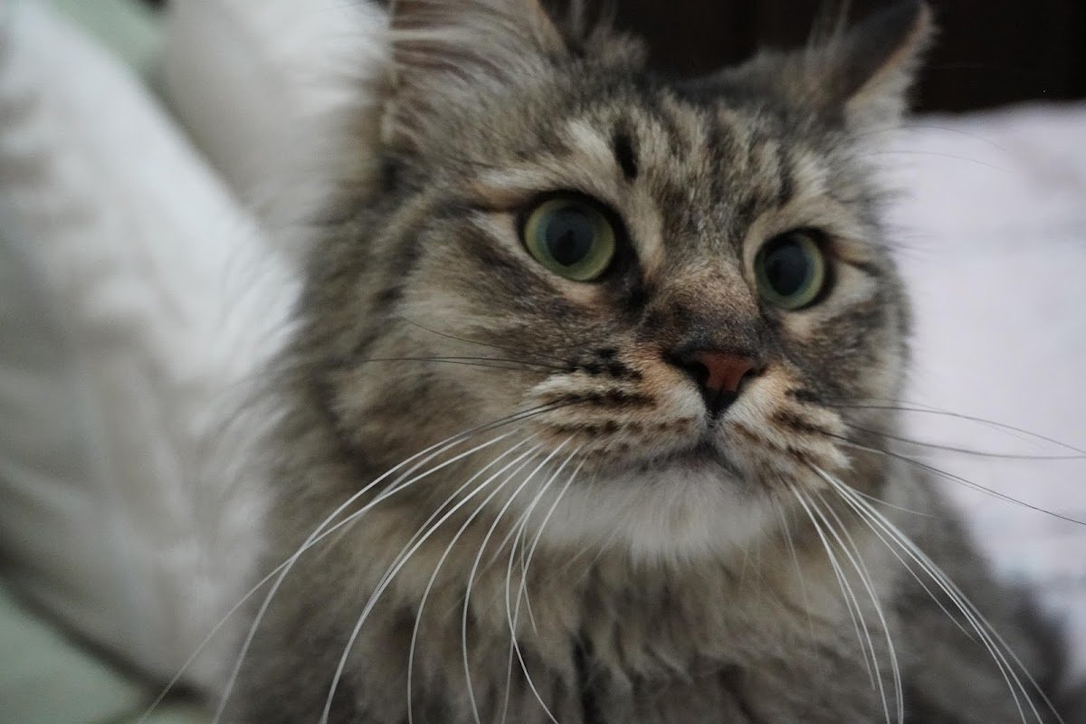 Pet Point Veterinary Clinic photo 5
