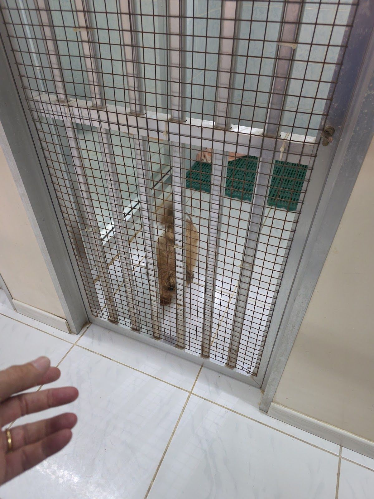 Deira Veterinary Clinic LLC 3