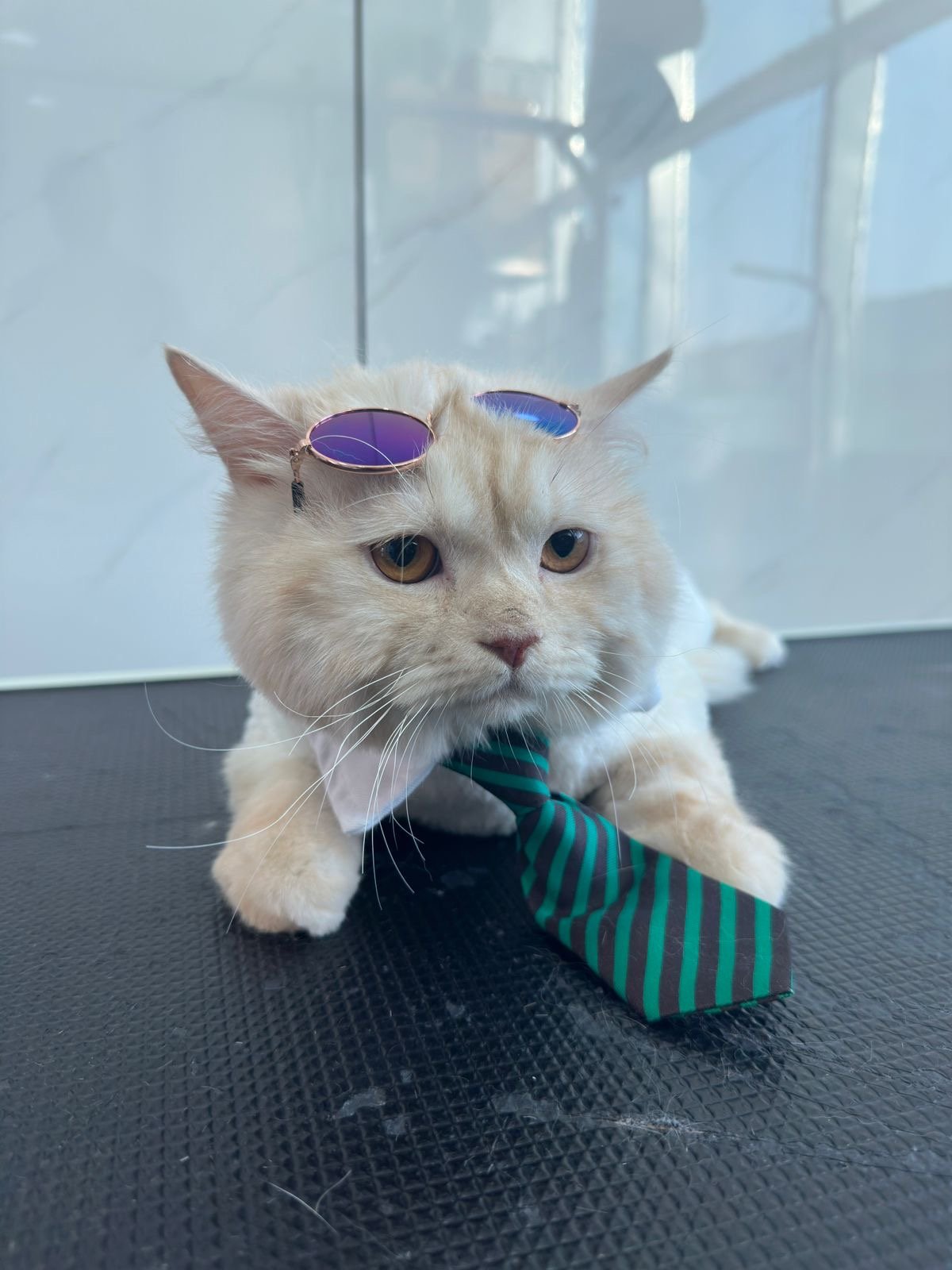 Paws Carte: Pet Grooming Salon, Pet Food and Accessories