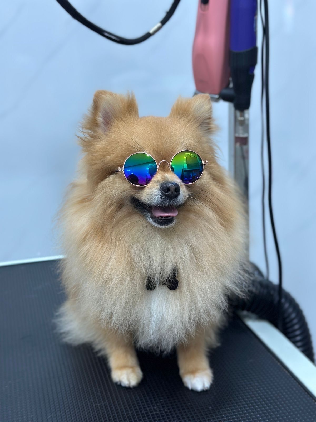 Paws Carte: Pet Grooming Salon, Pet Food and Accessories 3