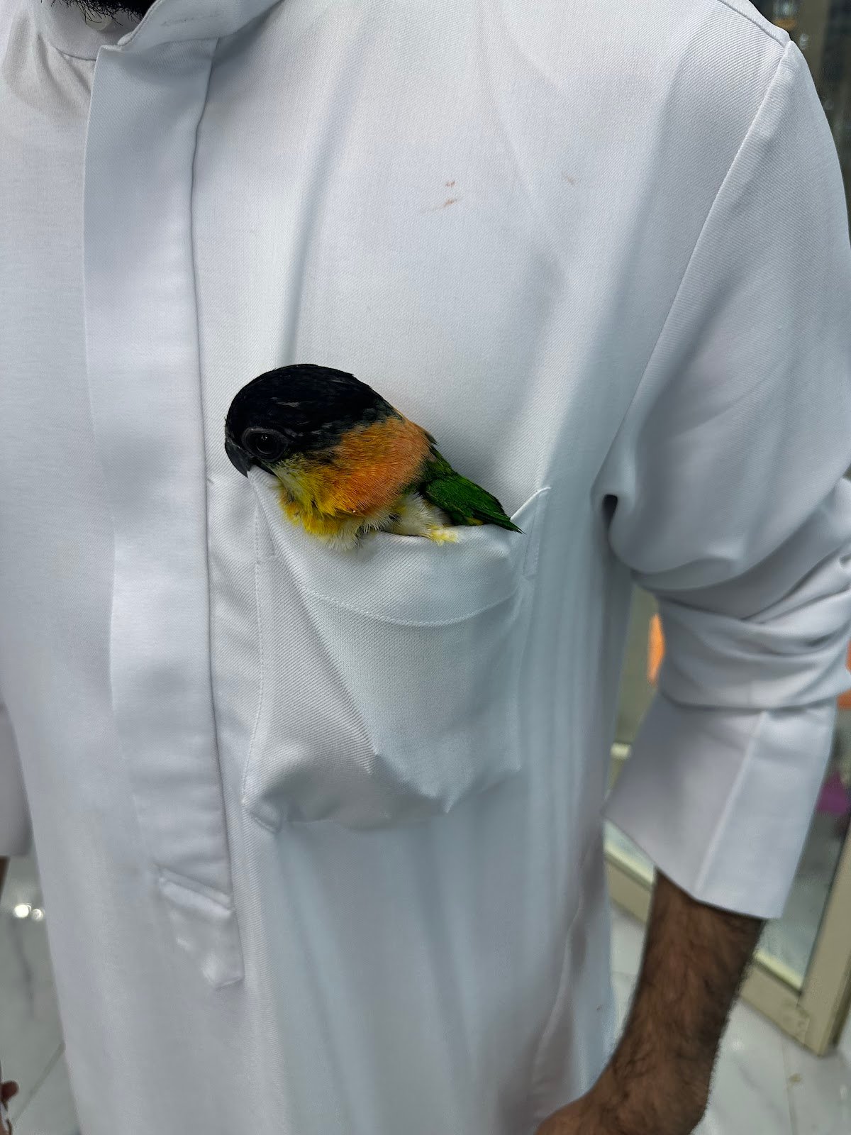 Al Arzaq Ornamental Birds & Fish photo 4