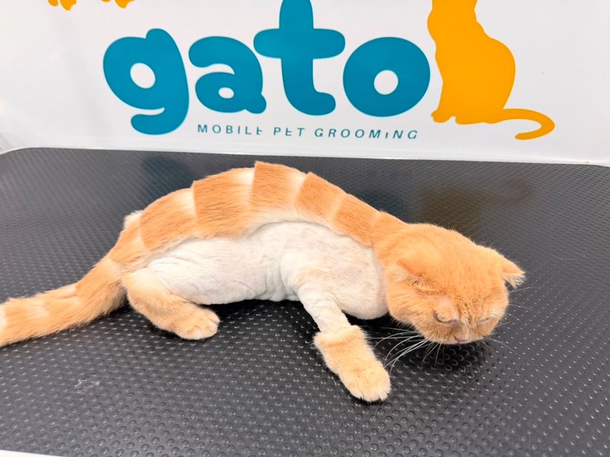 Pet Grooming Spa 2